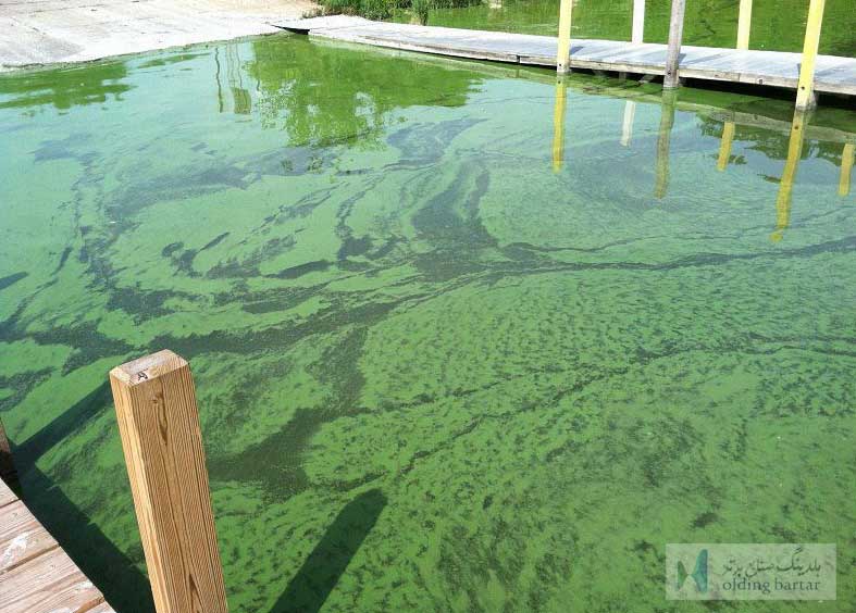 راهکارهای کنترل و کاهش جلبک ها