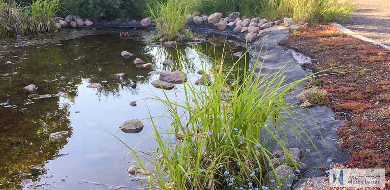 کاربردهای گیاه پالایی در تصفیه فاضلاب